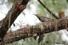 Colaptes auratus mexicanoides