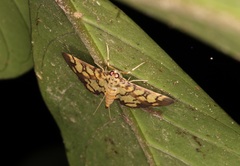 Lygropia distorta