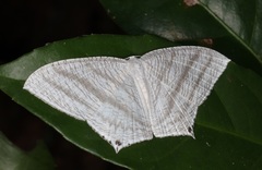 Micronia aculeata