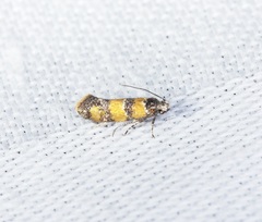 Promalactis lobatifera