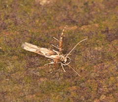 Stathmopoda stimulata