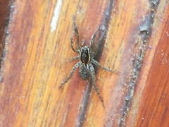 Trochosa niveopilosa