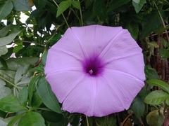 Ipomoea pedicellaris