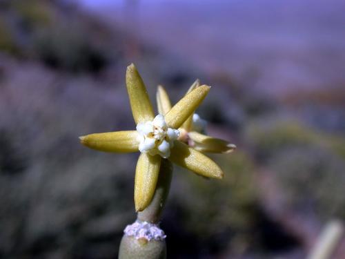 Cynanchum viminale subsp. thunbergii image