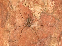 Hersilia striata