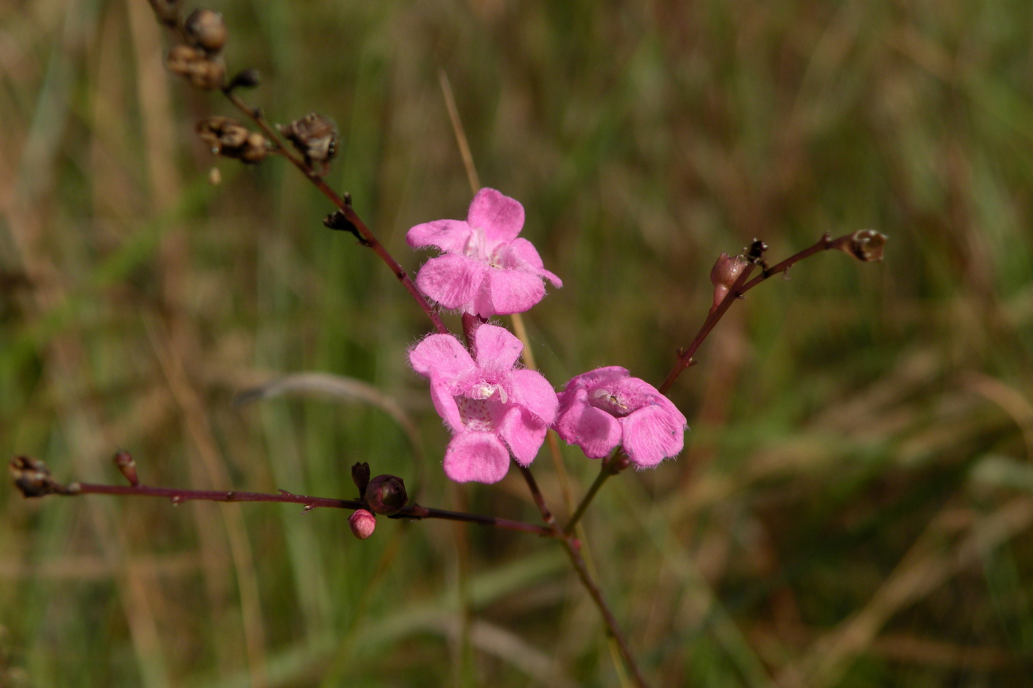 Agalinis aphylla