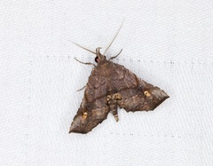 Throana pectinifer