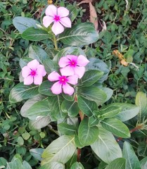 Catharanthus roseus