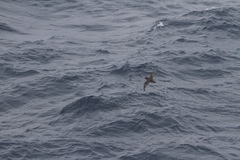 Pterodroma macroptera