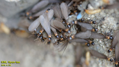 Reticulitermes speratus