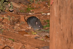 Rattus fuscipes