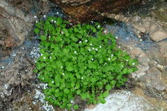 Wimmerella pygmaea