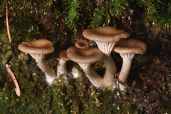 Pseudoarmillariella ectypoides