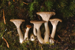 Pseudoarmillariella ectypoides