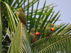Orthopsittaca manilatus