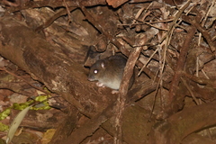 Rattus fuscipes