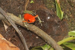 Oophaga granulifera