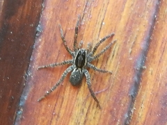 Trochosa niveopilosa