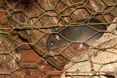 Rattus fuscipes