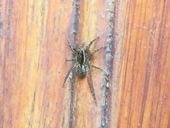 Trochosa niveopilosa