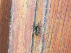 Trochosa niveopilosa