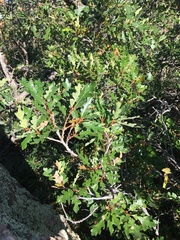 Quercus gambelii