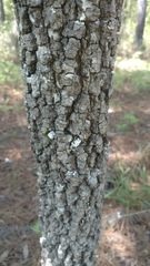 Quercus incana