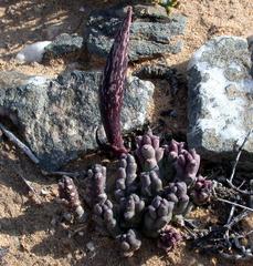 Tridentea pachyrrhiza