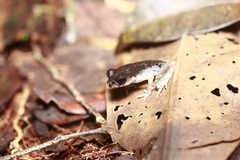 Leptobrachella gracilis