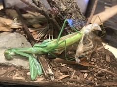 Pseudomantis