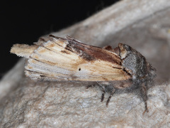 Oedemasia concinna