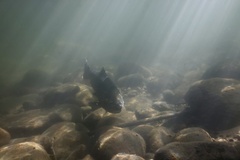 Oncorhynchus tshawytscha