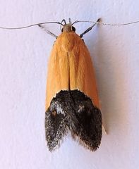 Triclonella xuthocelis