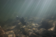 Oncorhynchus tshawytscha