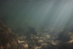 Oncorhynchus tshawytscha