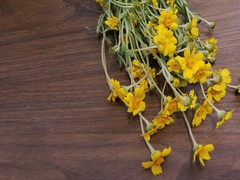 Monolopia lanceolata