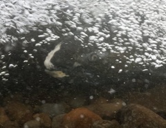 Oncorhynchus tshawytscha