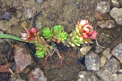 Sedum tenellum
