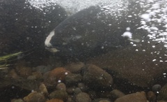 Oncorhynchus tshawytscha