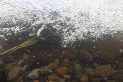 Oncorhynchus tshawytscha