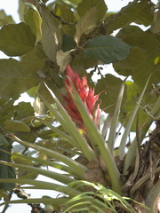 Tillandsia ponderosa