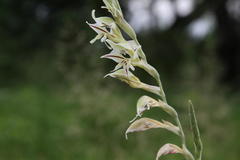 Gladiolus permeabilis edulis