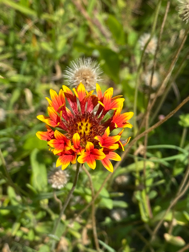 Gaillardia image