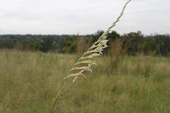 Gladiolus permeabilis edulis