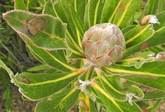 Protea compacta × susannae