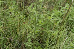 Gladiolus permeabilis edulis