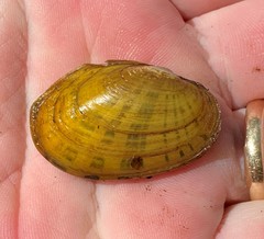 Cambarunio taeniatus