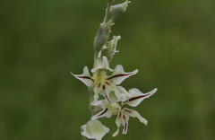 Gladiolus permeabilis edulis