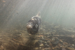 Oncorhynchus tshawytscha