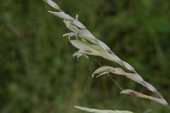 Gladiolus permeabilis edulis
